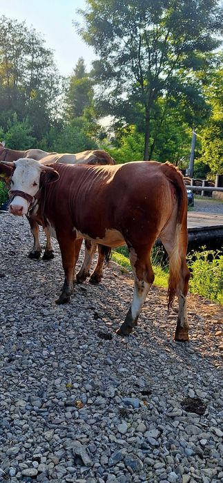 Vaca gestanta 8 luni si juninca de 1 an de vânzare
