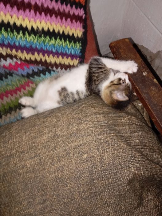 Отдам котика.Даром.
