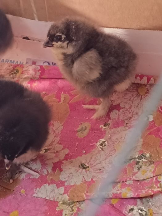 Инкубационное яйцо.