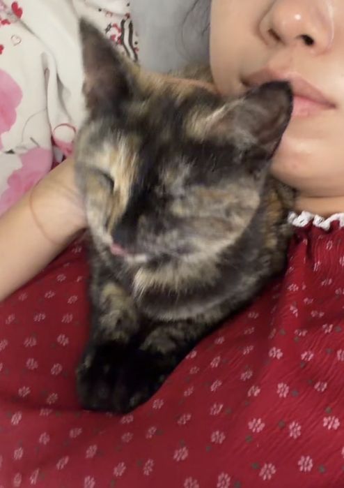 Котенок бесплатно