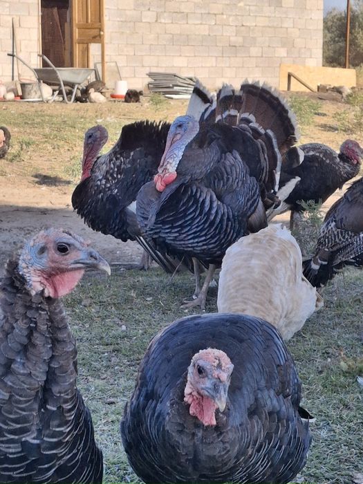 Индюшата  708 бронза 3800тг.