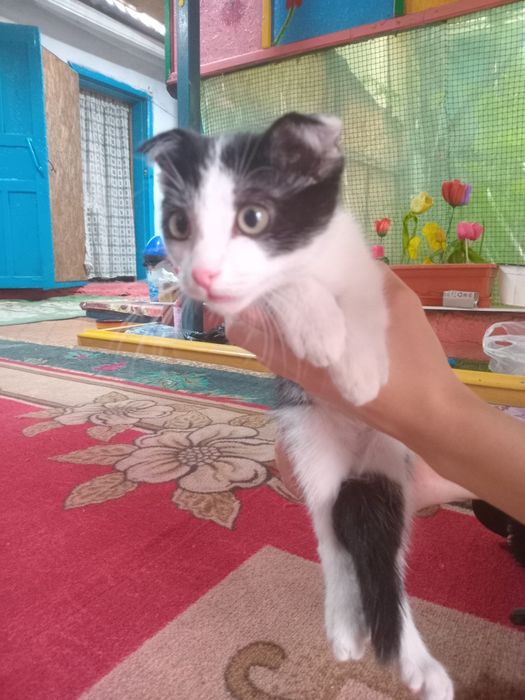 Вислоухий котик игривый