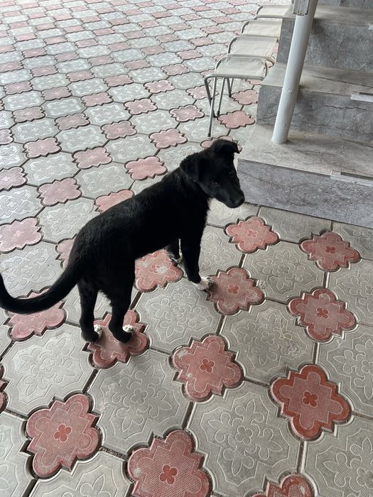 Отдам шенка в хорошие руки