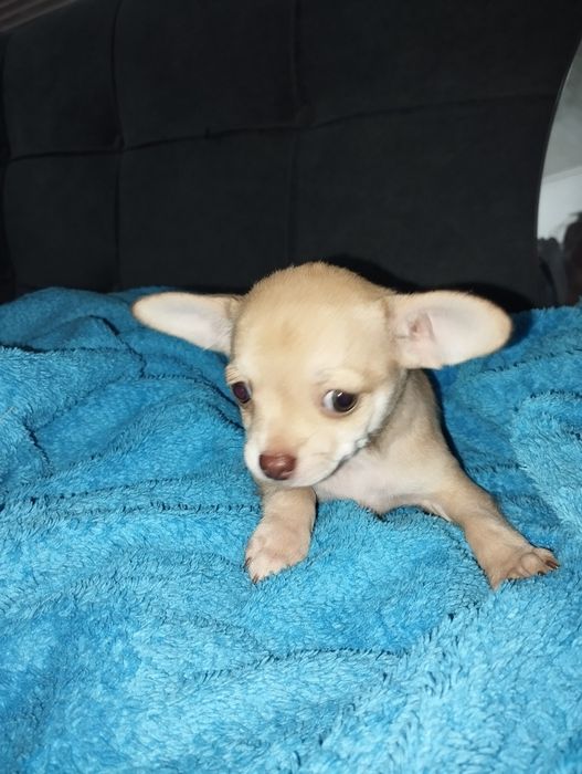 Чихуахуа щенки остались 2 девочки