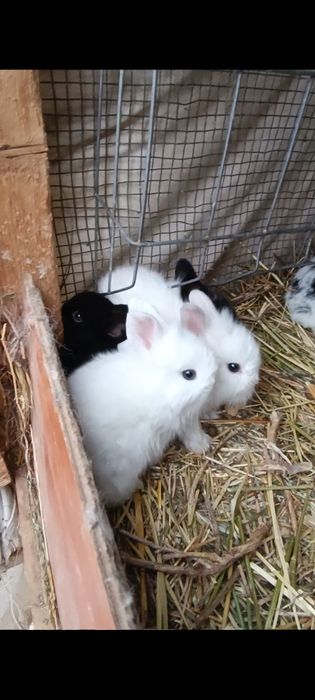 Iepurasi mini cap de leu