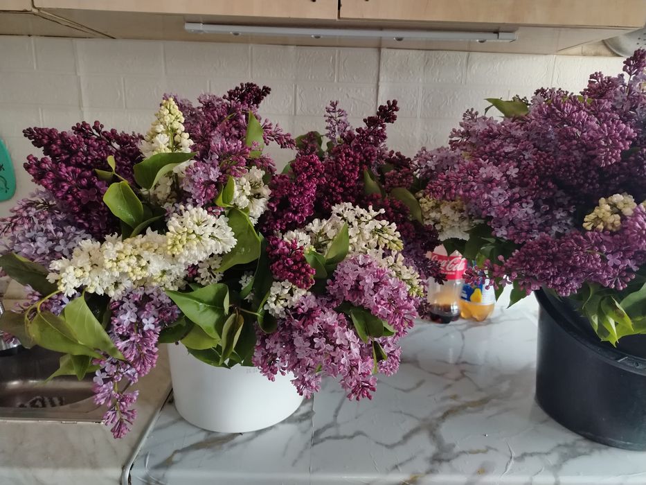 Свежий завоз 3000 б