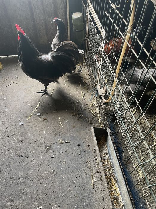 Oua de incubat de la gainile din poze !