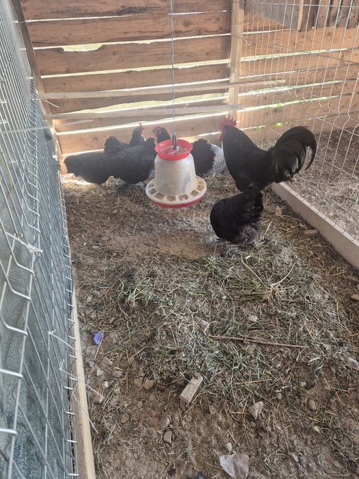 Wiandote si australorp!