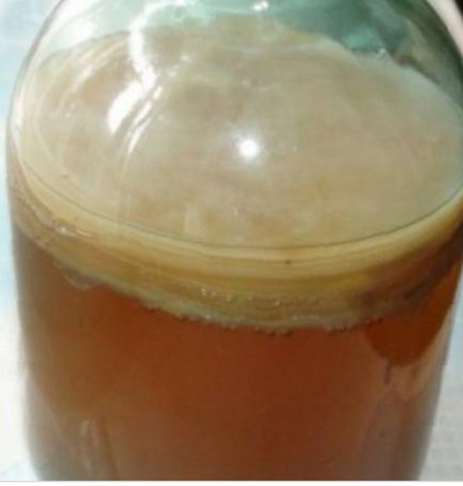 Гигантский чайный гриб. Чайный гриб белый налёт сверху. Китайский чайный гриб комбуча. Вырастить чайный гриб. Чайный гриб медузомицет.