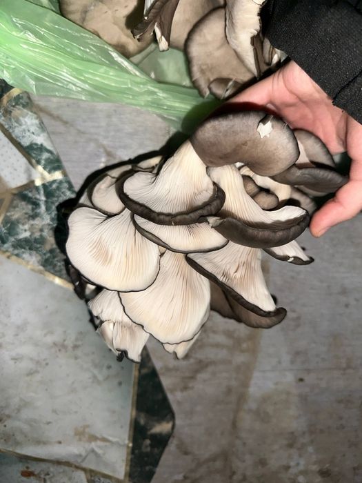 Грибы домашние парниковые  1 кг 35.000сум