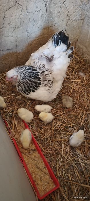 Cloșca brahma 9 pui