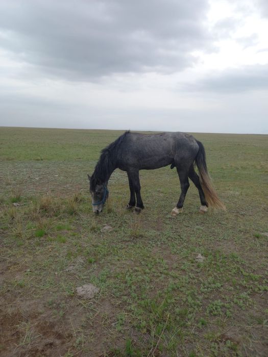 Дөнен сатылады айғынлыққа