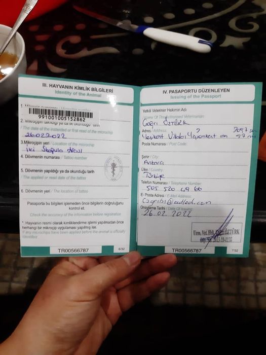 Шотландский и Британский кошки