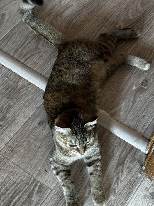 Отдам кошку Бесплатно