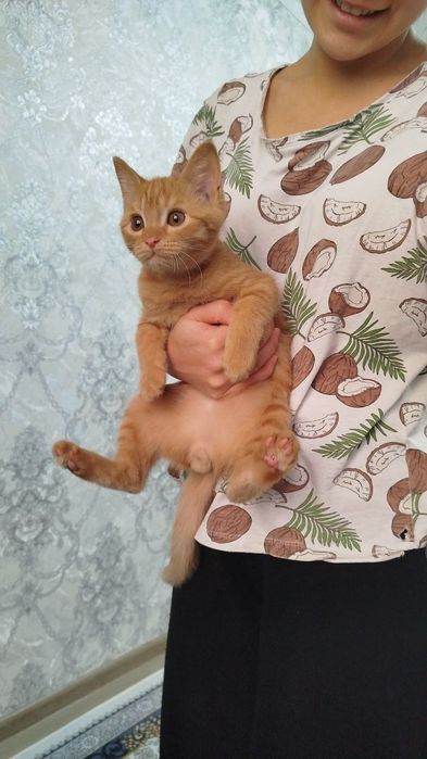 Кошка турецкий ангар