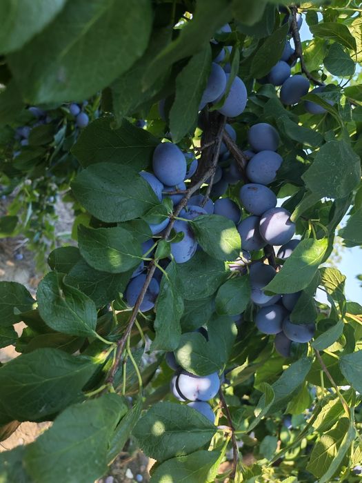 Prune de vânzare
