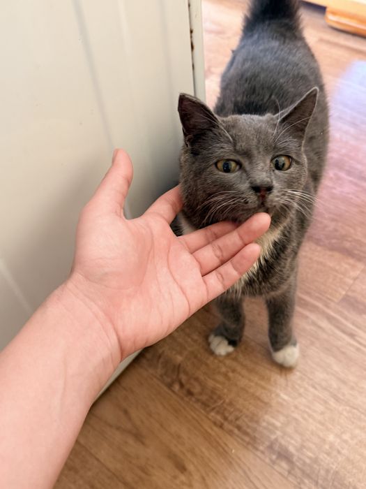 Кошка пристройство