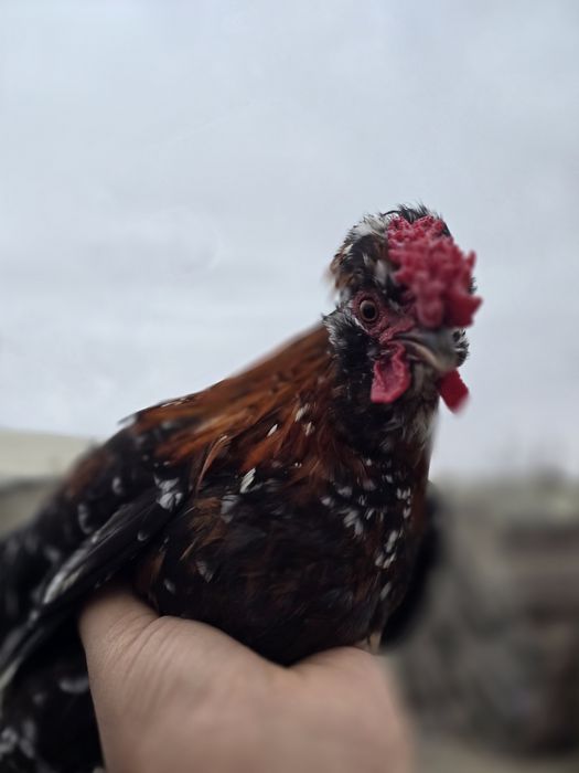 Yapon xoʻroz. Qiziquvchilar uchun. Arzon narxlarda