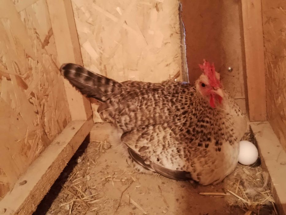 Барковская барвистая