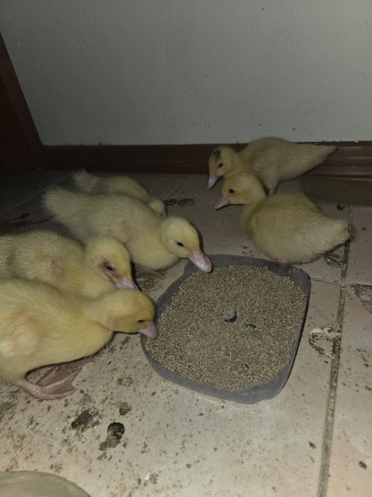 Продаются индоутята