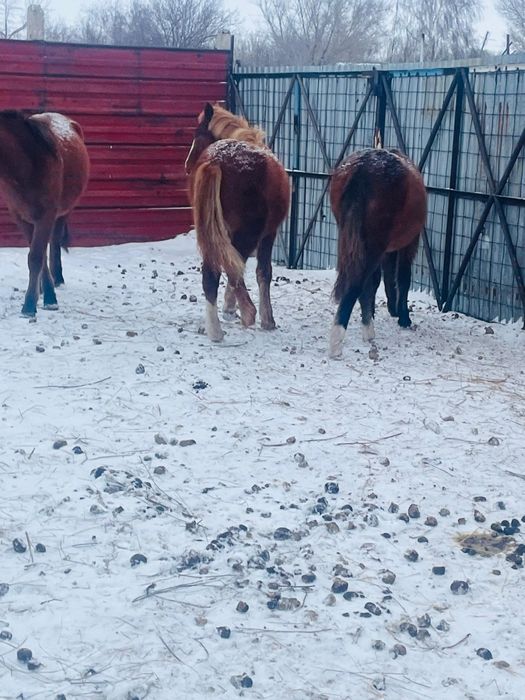 Продаю лошодей жабагы