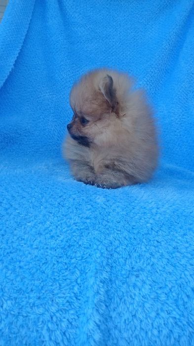 Шпицы мальчики и девочки