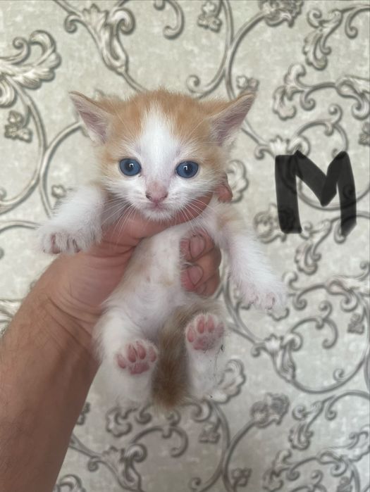 Бесплатно котята