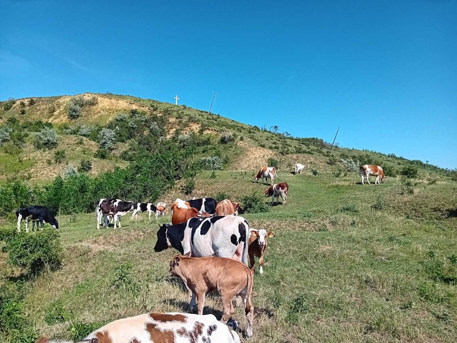 Vând Vaci și Viței din Iași, Belcești