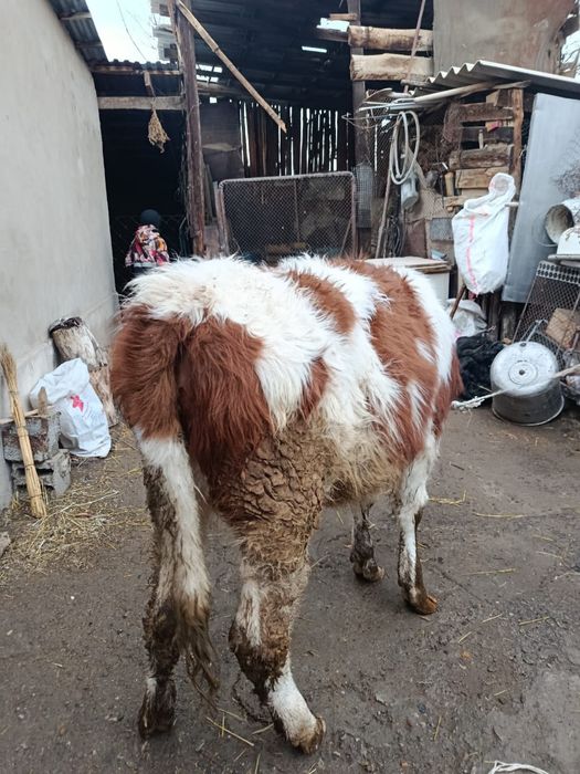 Продается телка на мясо