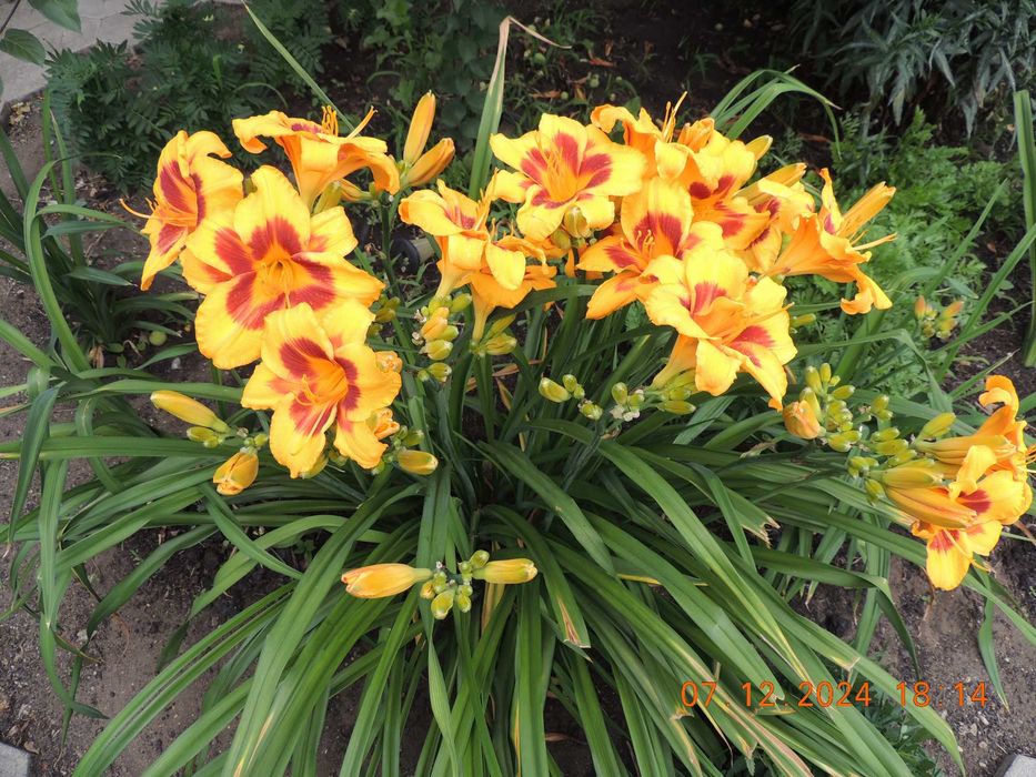 Лилейники сортовые