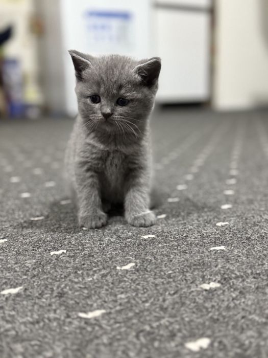 Британсике котята