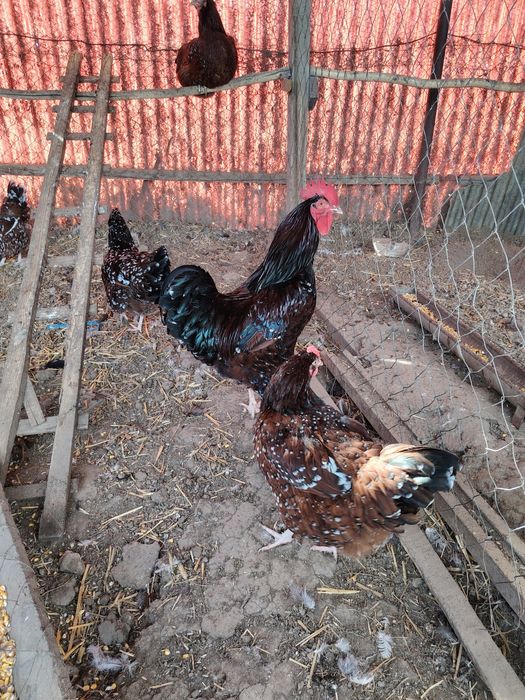 Familii de Wyandotte,si Sussex