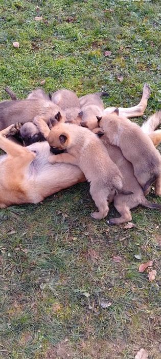 Белгийска Овчарка