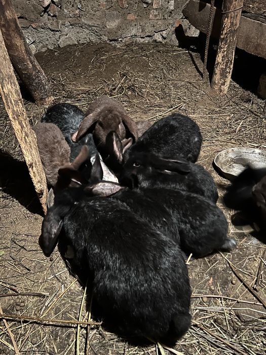 Кролики француский баран 1,5месяца