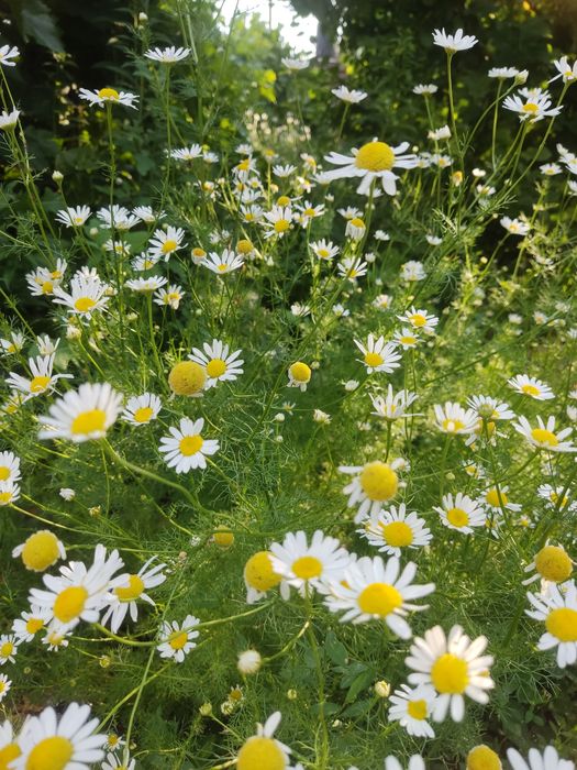 Продам дачу ПК Здравница