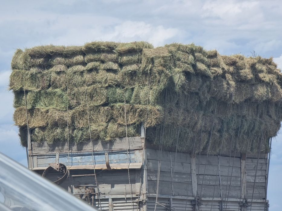 Продам сено в тюках житняк