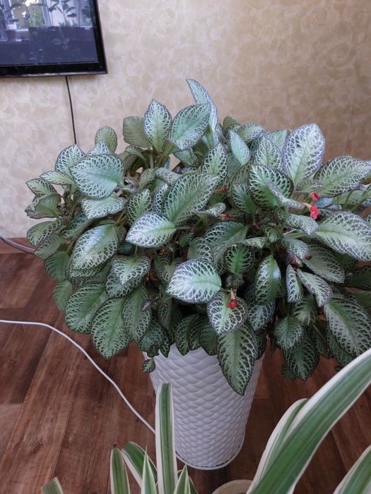 Цветы для дома и офиса