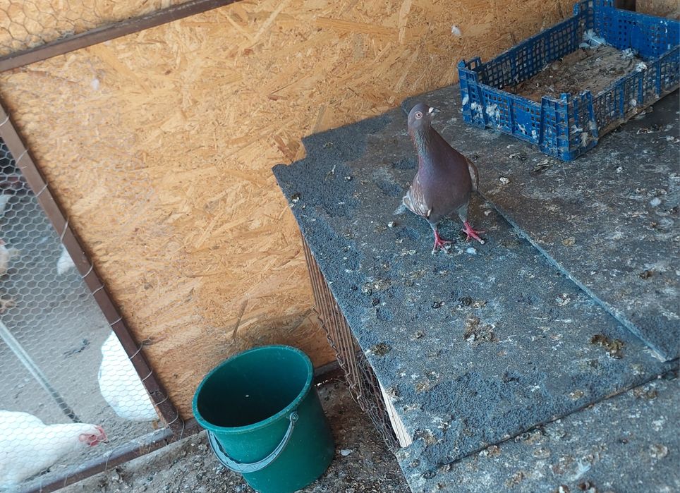 Vand sau schimb porumbei