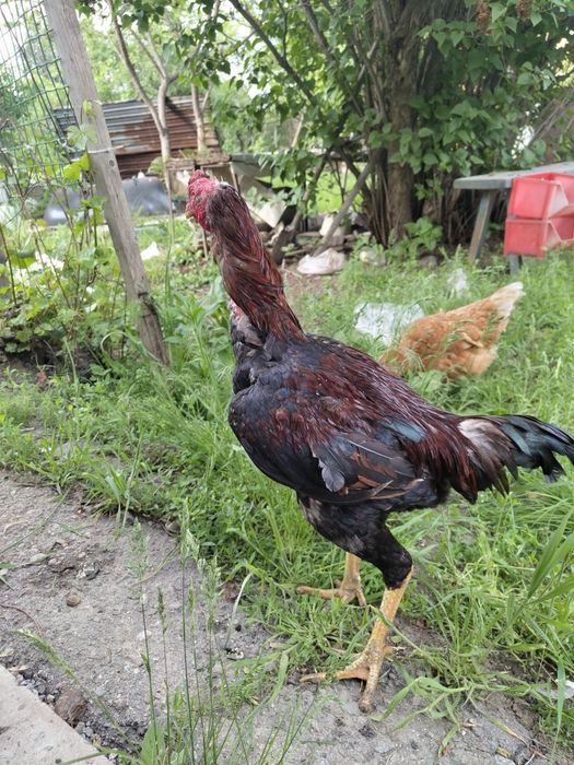 Продам петуха дакана дерзкий