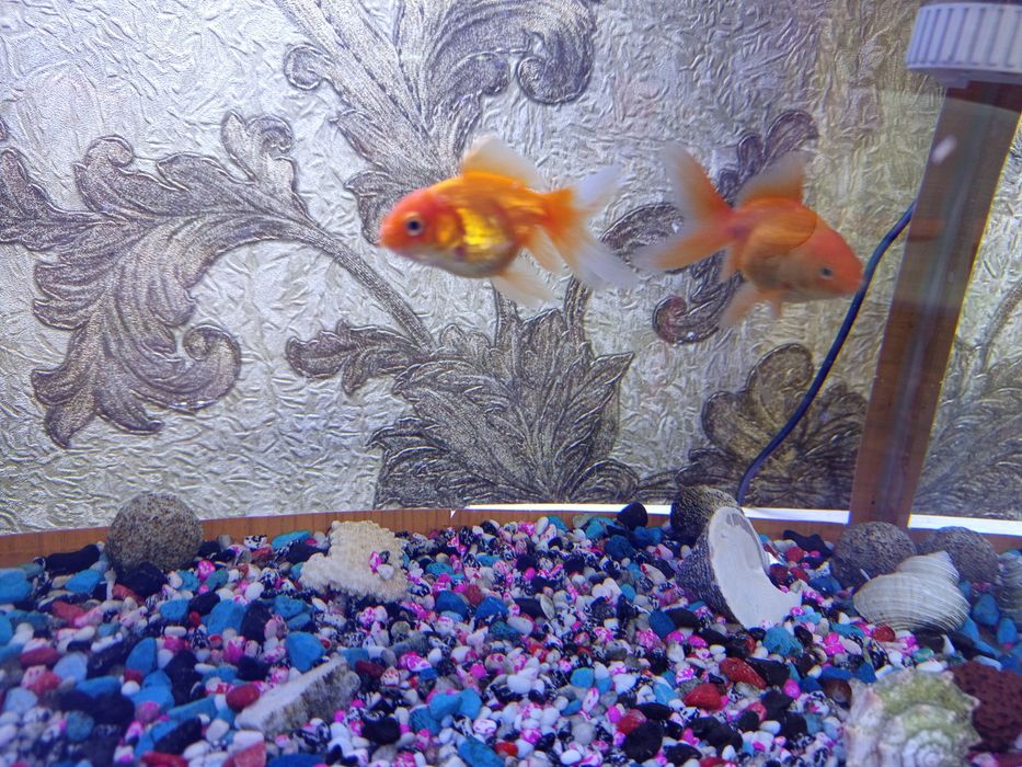 Аквариум с рыбками