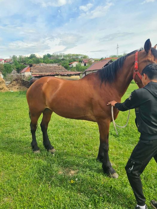 Vând iapa de 7 animerge la căruță la pădure nu se da fara proba înălțime 1.73 Olanda nu musca nu zvârle iapa de pădure mai multe detalii la telefon