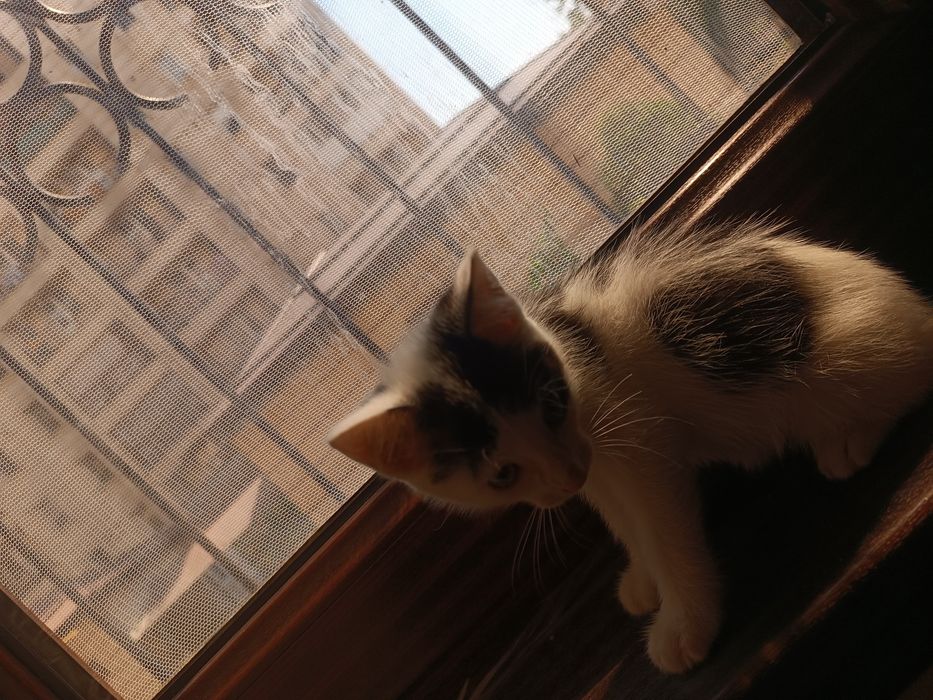 кошка 2 месяца ищет себе семью