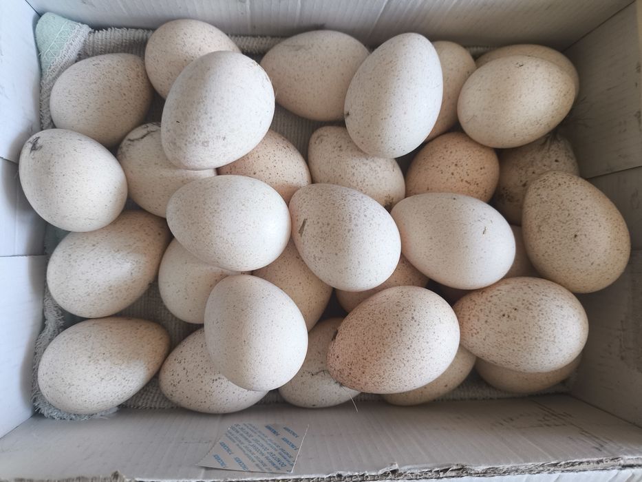 Продам индюшиные яйца