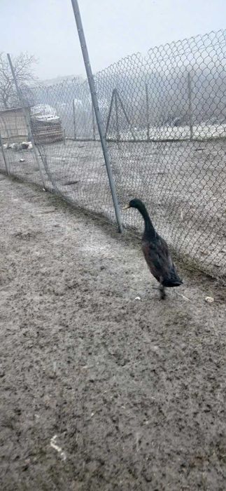 Schimb 2 ratoi indieni