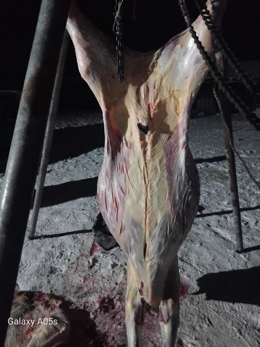 Мяссо конина мяссо