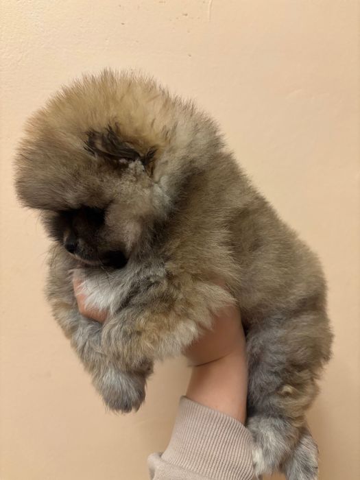 Малка пухкавелка - чистокръвен померан