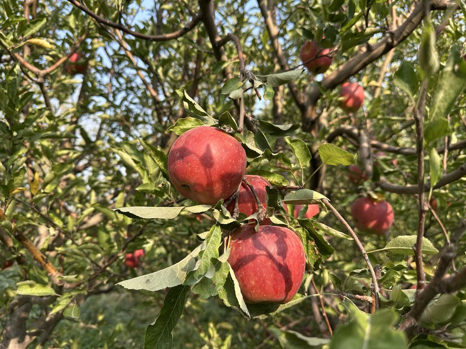 Плодоносящий сад