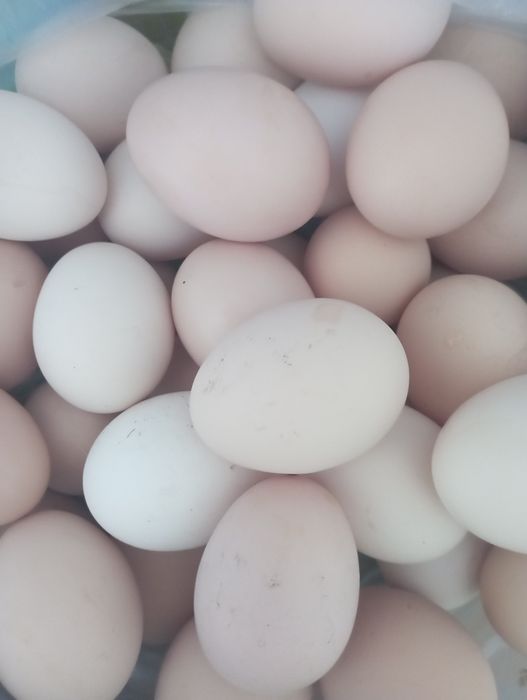 Яйцо  инкубационное куриное