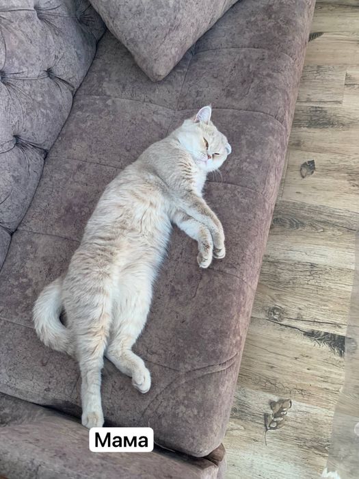 Сотилади тоза кон британский мушукчалар