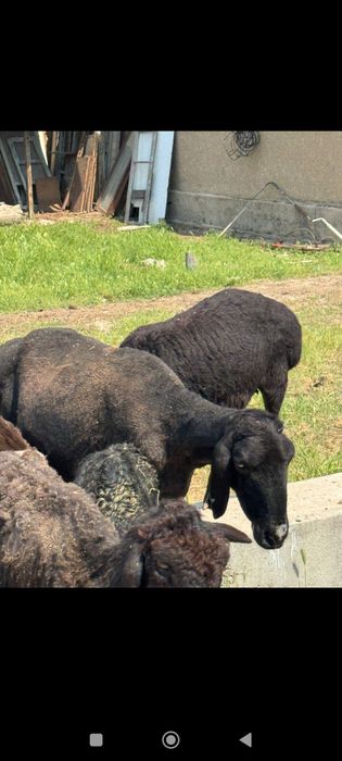 Она бола куйлар куй ку́й бу́гоз куйлар бор